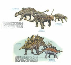 Anklyosaurs & Stegosaurs